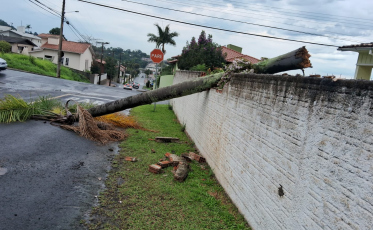 Região Carbonífera registra queda de árvores após temporal