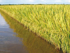 Colheita do arroz irrigado tem estimativa de crescimento de 5%