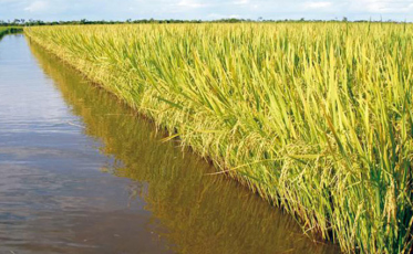 Colheita do arroz irrigado tem estimativa de crescimento de 5%