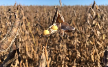 Agropecuária cai no trimestre, mas mantém influência positiva no PIB