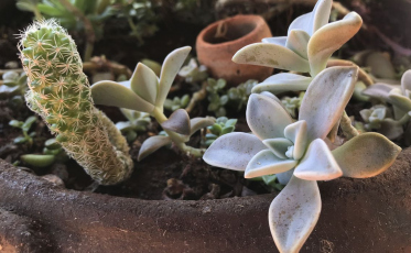 Pandemia e isolamento aumentam procura por cultivo de plantas em casa