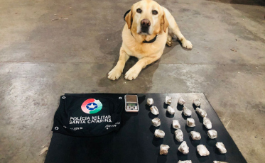 Com auxílio do cão Marley, PM apreende maconha em Criciúma