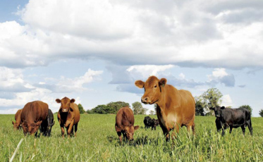 Caixa deve liberar R$7,5 bi para agronegócio
