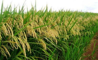 Acapsa lança nota de repúdio contra aumento da tributação do arroz