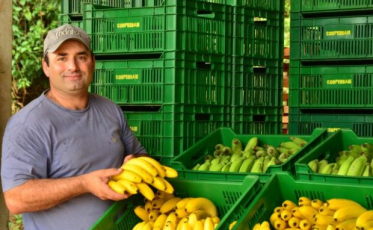 Produção de banana se recupera em SC e deve ser 50% maior em comparação a 2021