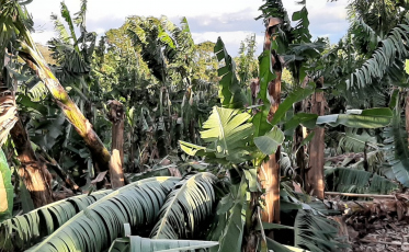 Produção de banana é a mais afetada com o vendaval em Criciúma