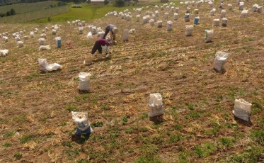 SC se mantém como o maior produtor de cebola do país