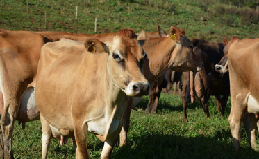Preços pagos pelo leite em SC sobem em junho