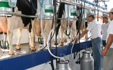 Produção de leite cresce 82% em Santa Catarina