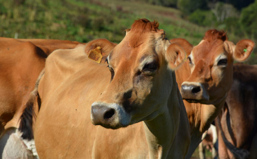 Preço do leite volta a crescer em Santa Catarina