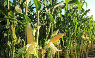 Choveu mais do que a média histórica até maio, depois veio a estiagem