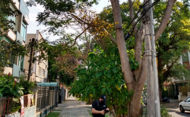 Pesquisadores do CTSatc criam metodologia inédita em estudo de inventário florestal
