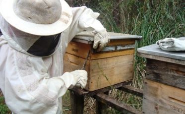 Terapia com própolis, oportunidade para negócios em SC