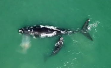 Baleias marcam presença em Imbituba