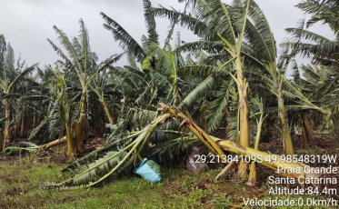 Praia Grande: danos na agricultura ultrapassam R$ 5 milhões 