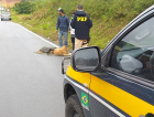 Cães atropelados são resgatados pela PRF em SC