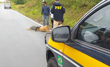 Cães atropelados são resgatados pela PRF em SC
