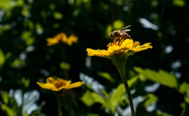 Previsão é de primavera com chuvas irregulares