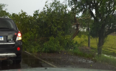 Cinco árvores caíram na pista da SC-285 em Turvo