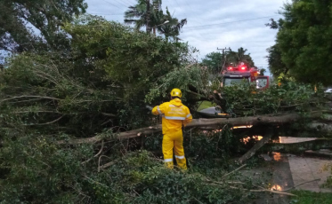 Criciúma: bombeiros são acionados após árvore cair e bloquear rua no bairro Jardim Angélica