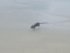 Rato no mar vira atração em Garopaba; especialistas alertam para riscos