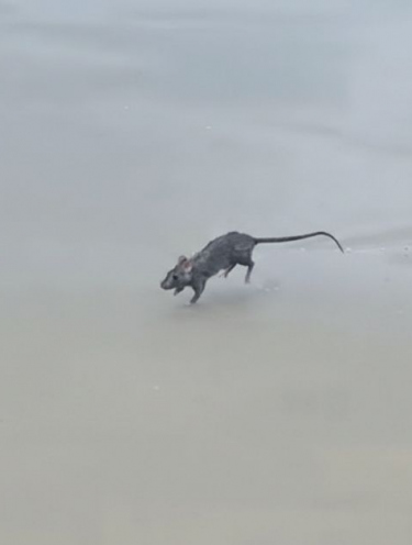 Rato no mar vira atração em Garopaba; especialistas alertam para riscos