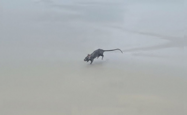 Rato no mar vira atração em Garopaba; especialistas alertam para riscos