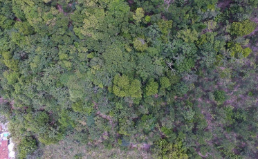 Mata Atlântica é o bioma com maior captação de água do país