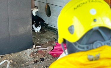 Veterinário explica a diferença de resgate entre cães e gatos no RS