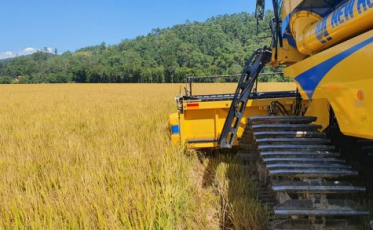 Santa Catarina dá início a colheita do arroz com lançamento de novo cultivar