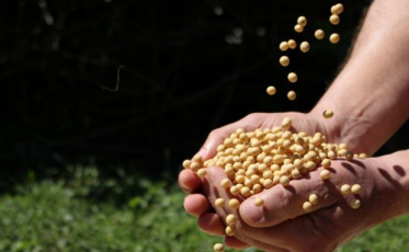 Valor Bruto da Produção Agropecuária cresce 8,8% e chega a R$ 33,6 bilhões