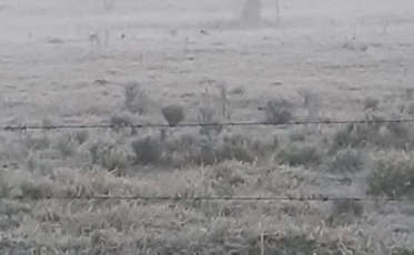 “Precisamos de alguns dias para perceber os prejuízos”, diz gerente da Epagri sobre a geada