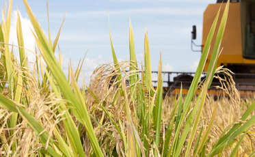 Safra deve registrar queda de até 6,2% em 2018