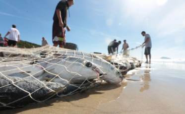 Safra da Tainha: Licença para pescadores é indeferida por falta de documentação