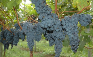 Colheita da uva é antecipada