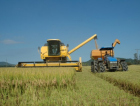 Apesar de redução na área cultivada, safra de arroz permanece estável