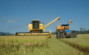 Apesar de redução na área cultivada, safra de arroz permanece estável