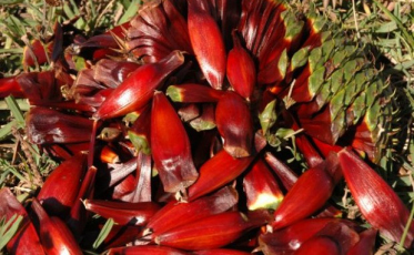 Safra do pinhão deve aumentar 25% em SC e oferecer maior qualidade em 2022