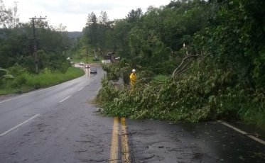 Após chuvas e ventos em Urussanga, árvores caem sobre SC-108