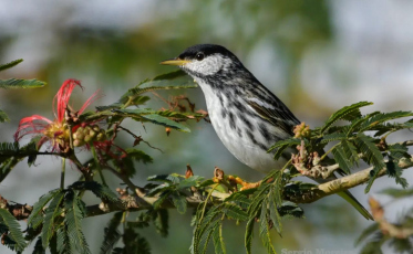 Ave rara é encontrada em Criciúma e chama atenção de fotógrafos