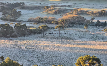 Temperaturas abaixo de zero cobrem a Serra de SC de gelo e rendem imagens impressionantes