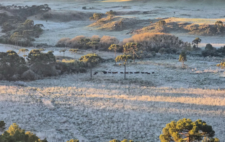 Frio abaixo de 0°C forma geada e muda paisagem na Serra Catarinense