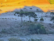 Gelo toma conta da vegetação após avanço de massa de ar polar em SC | Foto: Mycchel Legnaghi/São Joaquim Online