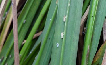 Presença de sogata preocupa produtores de arroz no Extremo Sul