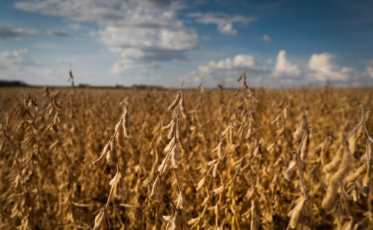 Produção de soja cresce 43,5% em oito anos no estado
