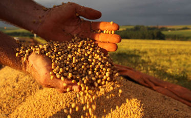 Quais os impactos do outono quente na agricultura de SC?