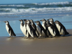 Rede de atendimento cuidará de pinguins resgatados na costa brasileira