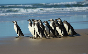 Rede de atendimento cuidará de pinguins resgatados na costa brasileira