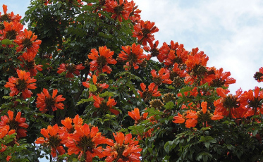 Zairo Casagrande defende PL contra as espatódeas e ataca derrubada dos eucaliptos: 