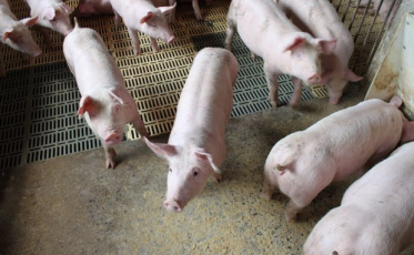 Nova ferramenta de gestão ambiental vai beneficiar suinocultura